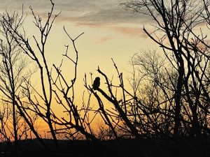 Owl at sunset, Parker River National Wildlife Refuge